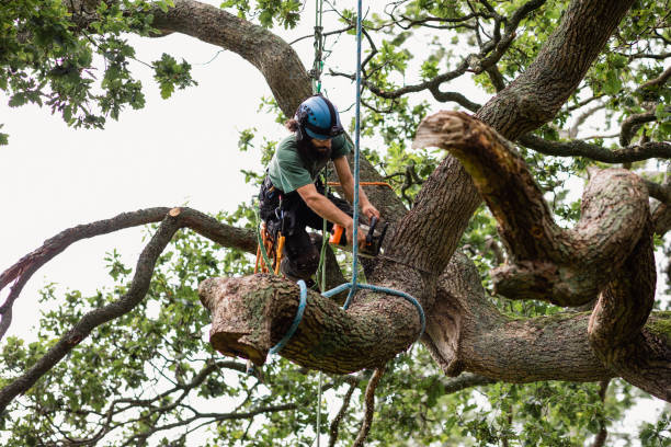 Best Fruit Tree Pruning  in USA